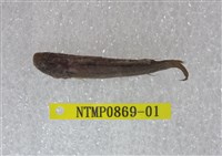 藏品(沖繩硬皮鰕虎)的圖片